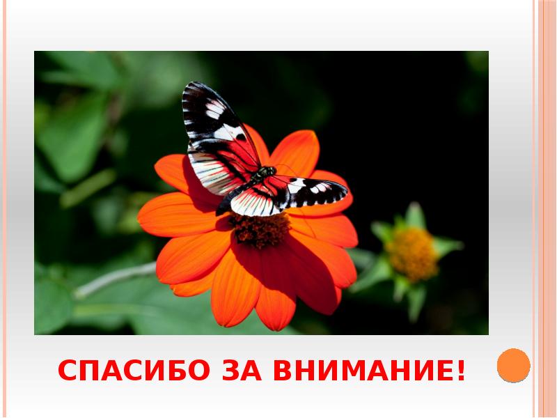 Спасибо за внимание! Спасибо за внимание!