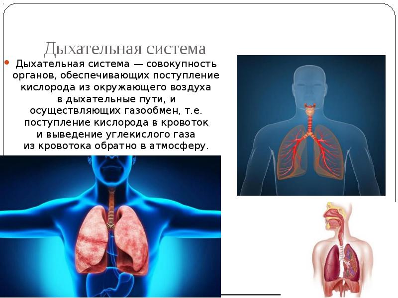 Совокупность органов человека