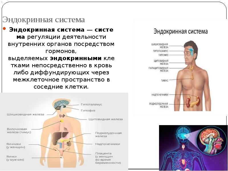 Деятельность внутренних органов