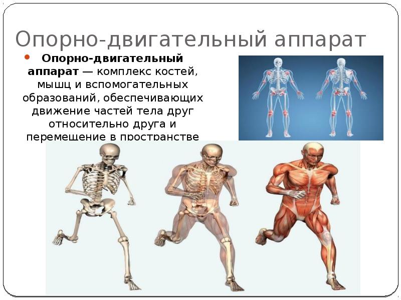 Презентация костная система человека