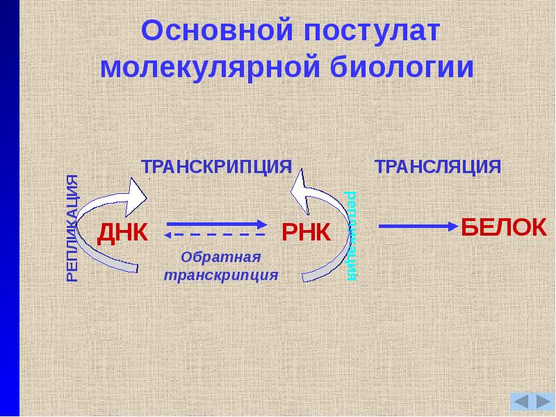 Центральная догма молекулярной биологии это