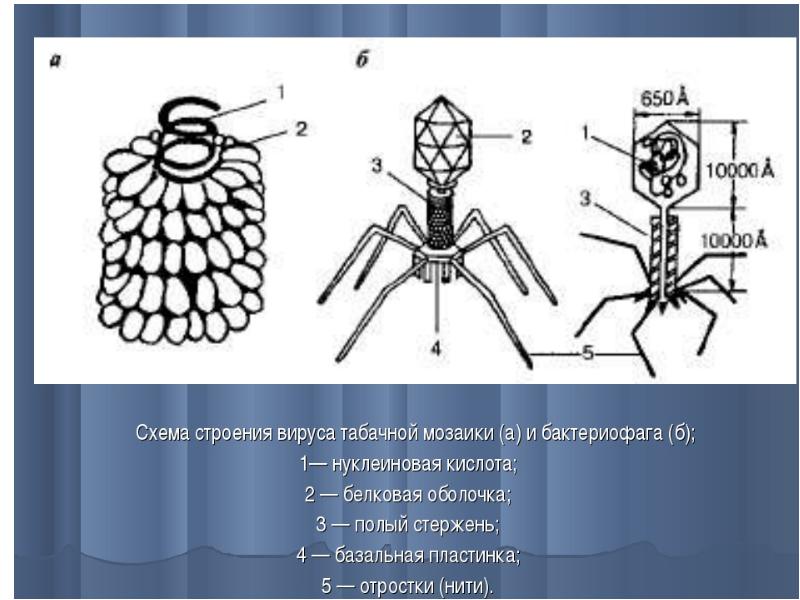 Строение вируса табачной мозаики рисунок