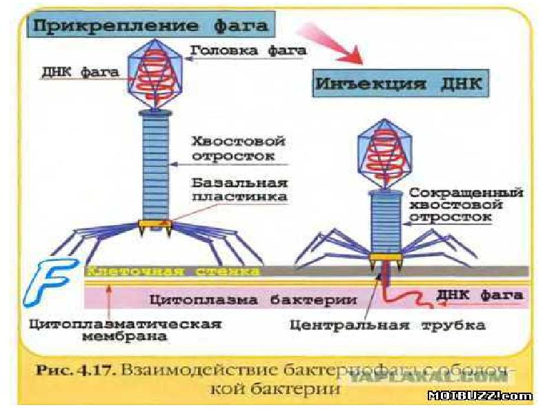 Рнк геномные вирусы презентация