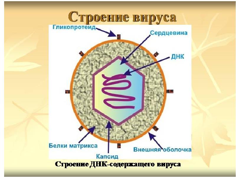 Бактерии и вирусы презентация