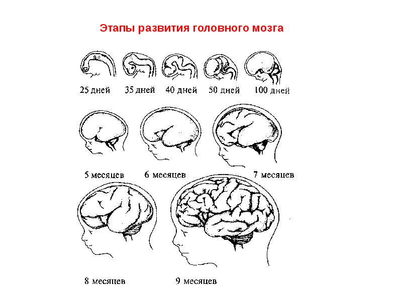 этапы развития головного мозга. развитие головного мозга в онтогенезе. эмбриогенез головного мозга стадии развития. этапы развития головного мозга. развитие головного мозга.