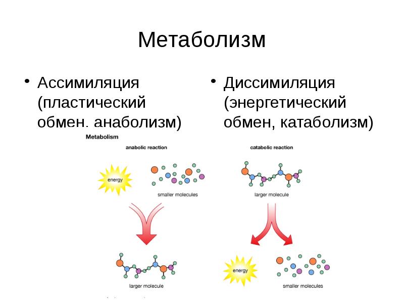 Пластический обмен картинки