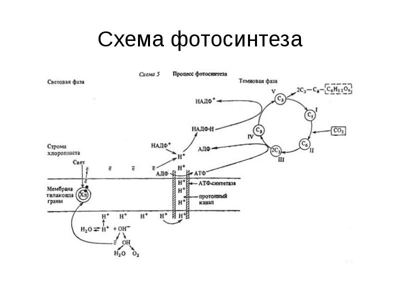 Синтез атф происходит в темновую фазу. Фотосинтез схема световая фаза и темновая. диссимиляция схема. процессы световой фазы фотосинтеза. фотосинтез это ассимиляция или диссимиляция.