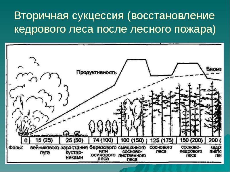 Составь схему изменений происходящих во время сукцессии используя предложенные этапы