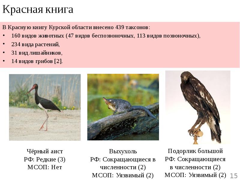 Проект по окружающему миру 4 класс красная книга курской области