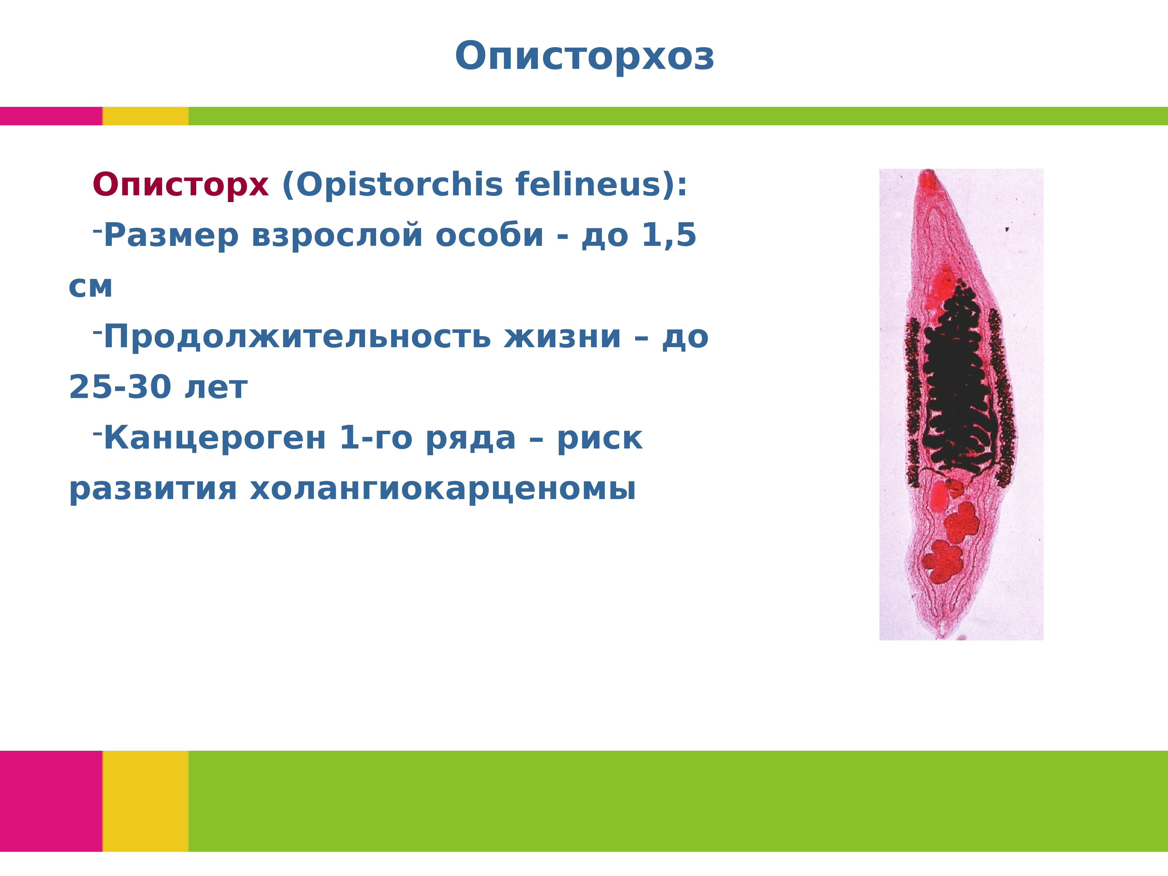 Паразитарные заболевания презентация