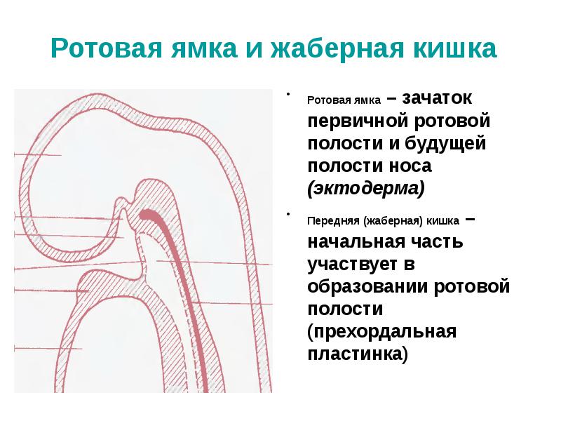 Эмбриогенез ротовой полости презентация