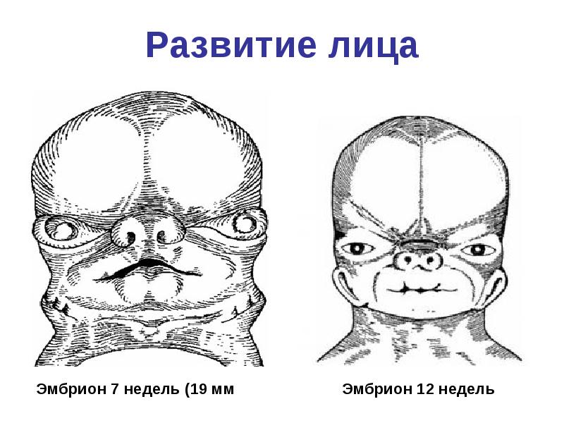 Формирование лица