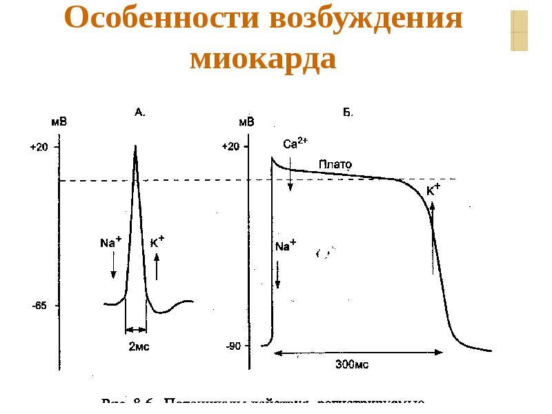 Схема распространения возбуждения по миокарду