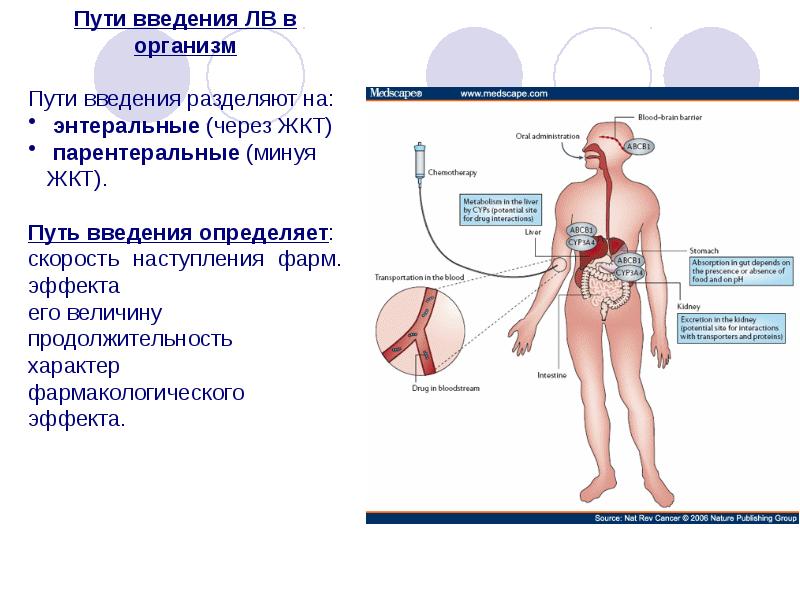 Презентация на тему фармакокинетика и фармакодинамика