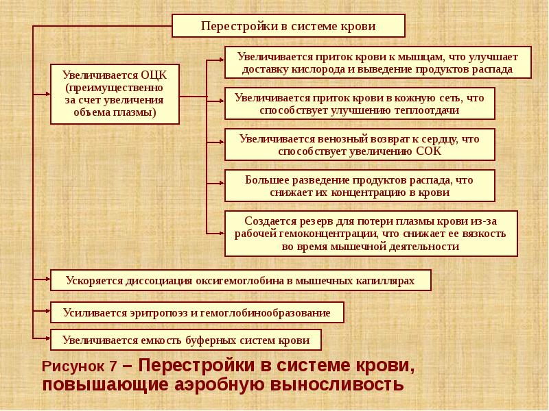 Рисунок 7 – Перестройки в системе крови, повышающие аэробную выносливость