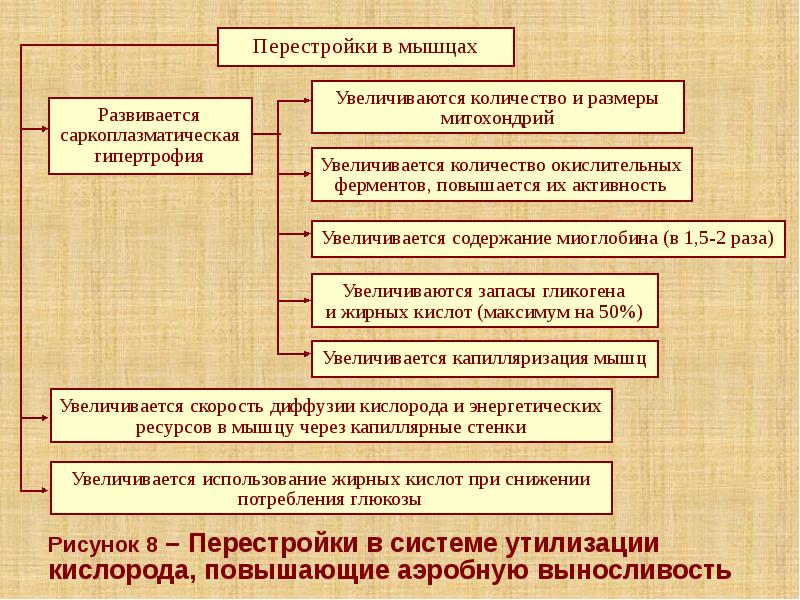 Рисунок 8 – Перестройки в системе утилизации кислорода, повышающие аэробную выносливость