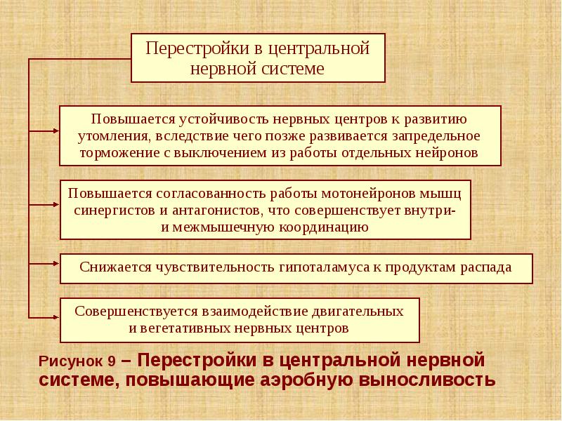 Рисунок 9 – Перестройки в центральной нервной системе, повышающие аэробную выносливость
