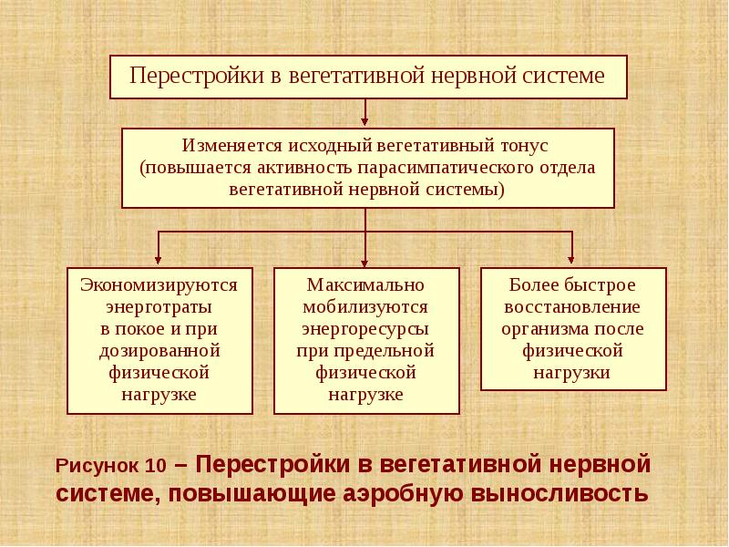 Рисунок 10 – Перестройки в вегетативной нервной системе, повышающие аэробную выносливость