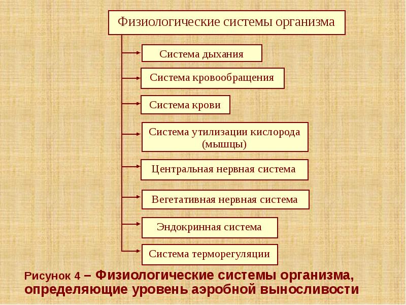 Рисунок 4 – Физиологические системы организма, определяющие уровень аэробной выносливости