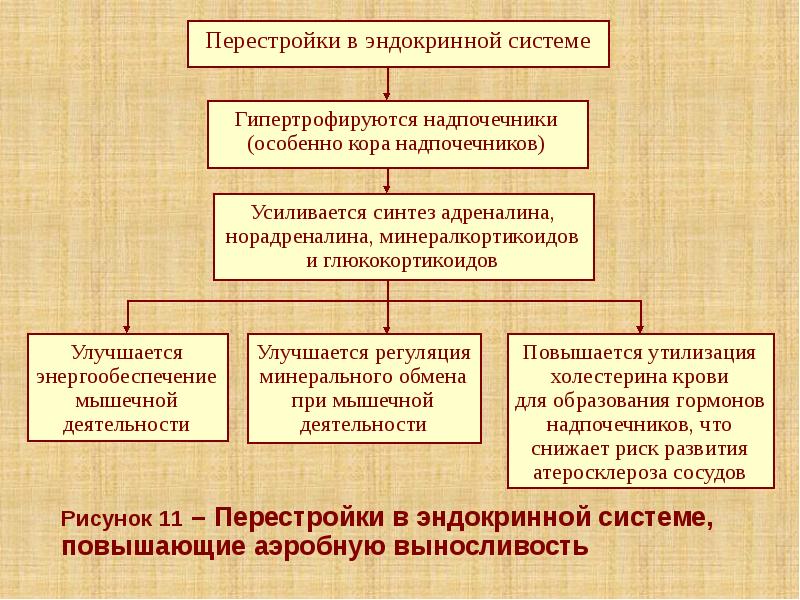 Рисунок 11 – Перестройки в эндокринной системе, повышающие аэробную выносливость