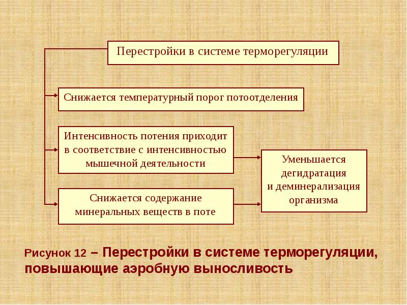 Рисунок 12 – Перестройки в системе терморегуляции, повышающие аэробную выносливость