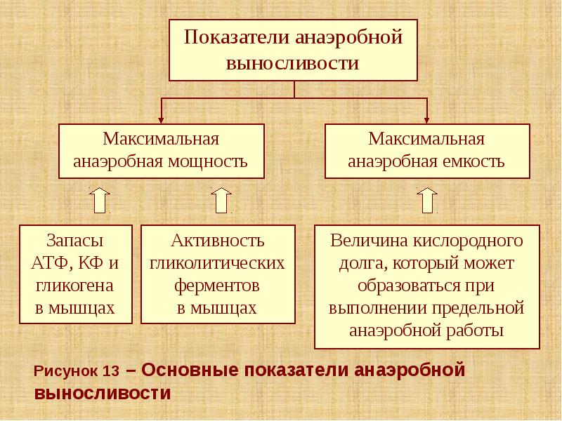 Рисунок 13 – Основные показатели анаэробной выносливости