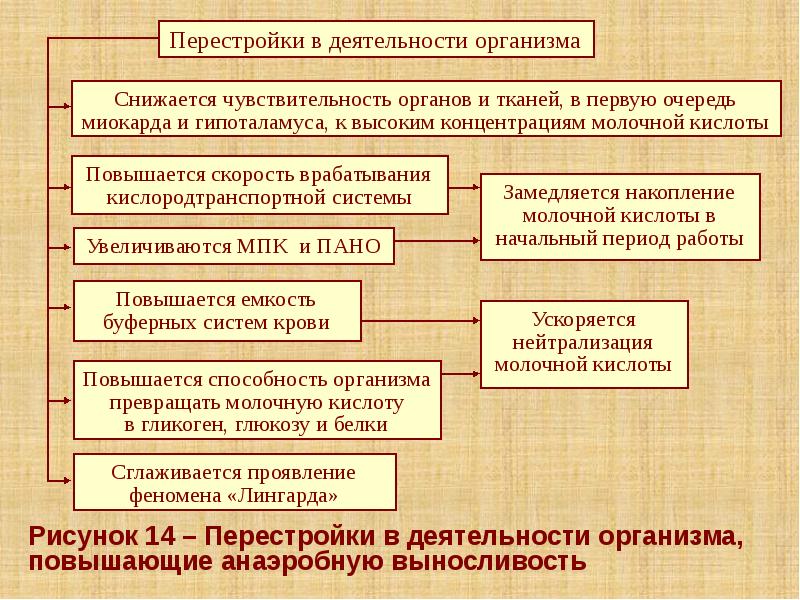 Рисунок 14 – Перестройки в деятельности организма, повышающие анаэробную выносливость