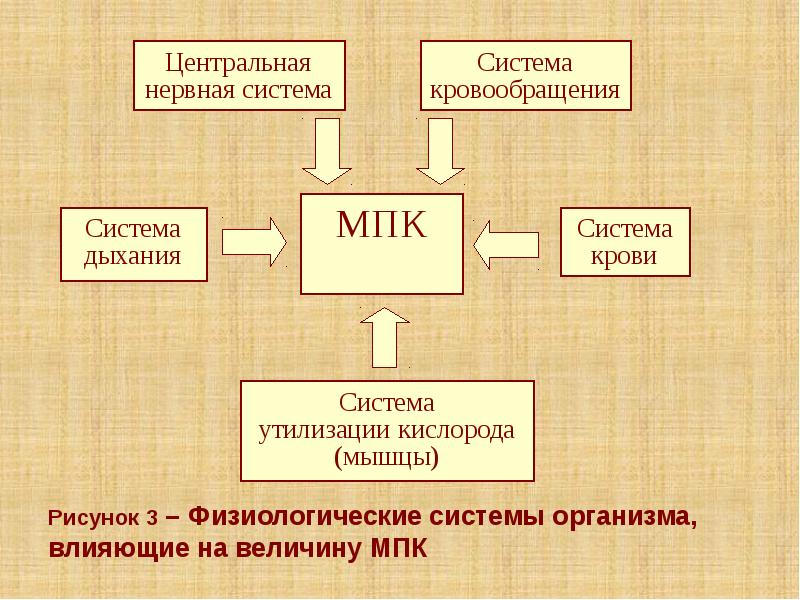 Рисунок 3 – Физиологические системы организма, влияющие на величину МПК