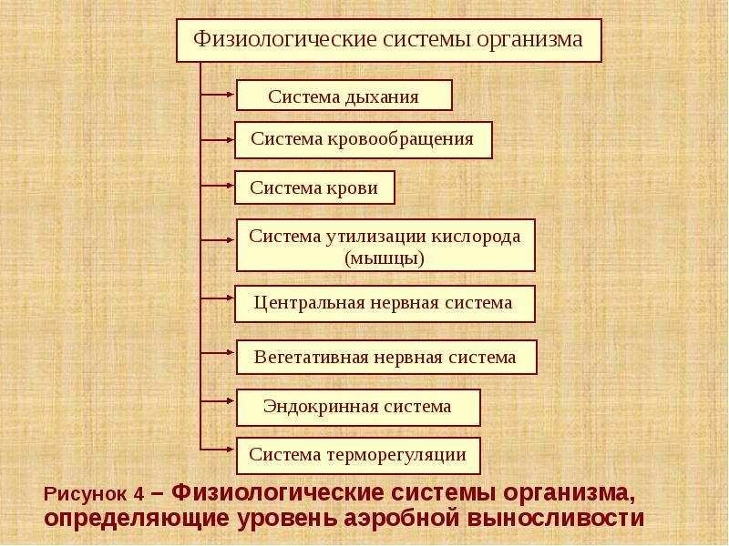 Рисунок 4 – Физиологические системы организма, определяющие уровень аэробной выносливости