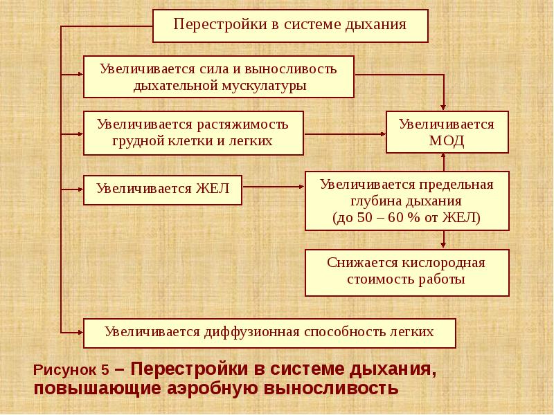 Рисунок 5 – Перестройки в системе дыхания, повышающие аэробную выносливость