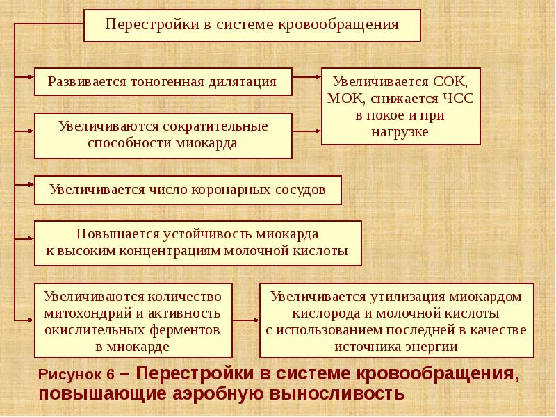 Рисунок 6 – Перестройки в системе кровообращения, повышающие аэробную выносливость