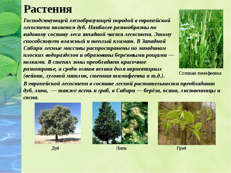 Какие преобладают. Господствующие растения. Особенности растительного мира. Тип растительности в лесостепи. Состав растительного мира.