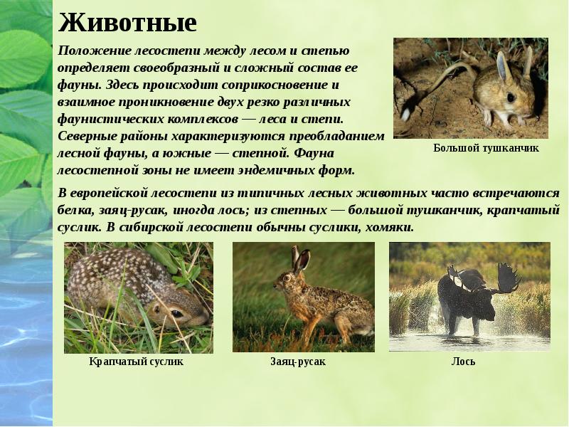 Какие животные обитают в лесостепях и степях. Зона лесостепей и степей животные. Животный мир лесостепи и степи в России. Растительный и животный мир лесостепи и степи. Животный мир зоны лесостепей.