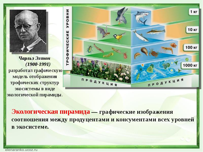 Сколько процентов энергии доходит до второго трофического уровня на приведенной схеме