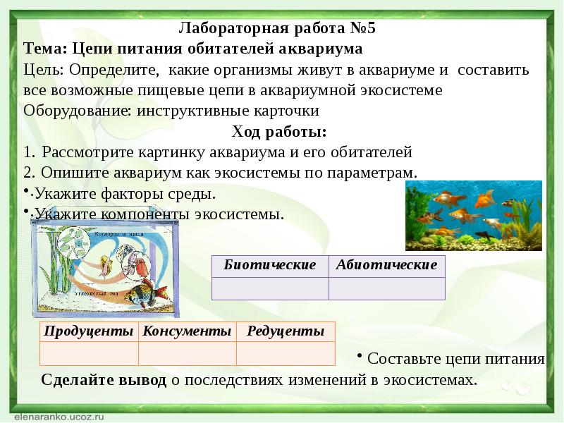 Поток энергии и пищевые цепи презентация 9 класс пасечник