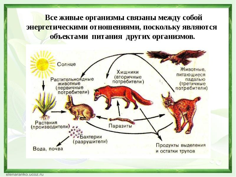 Презентация на тему круговорот веществ в природе 9 класс