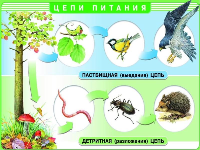 Постройте схему круговорота веществ в природе в которой участвует воробей