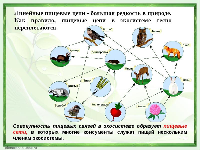 Составление схем передачи веществ и энергии по цепям питания в природной экосистеме