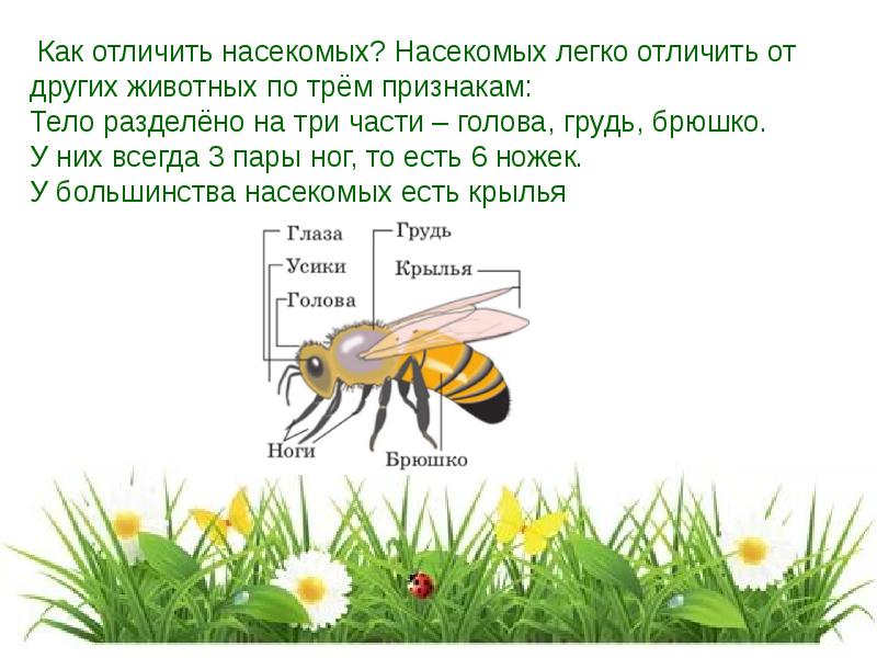 Признаки насекомых. Отличие насекомых от животных. Отличие насекомых от других животных. Как отличить животных от насекомых. Что ооличает насекомых оттдругих животных?.