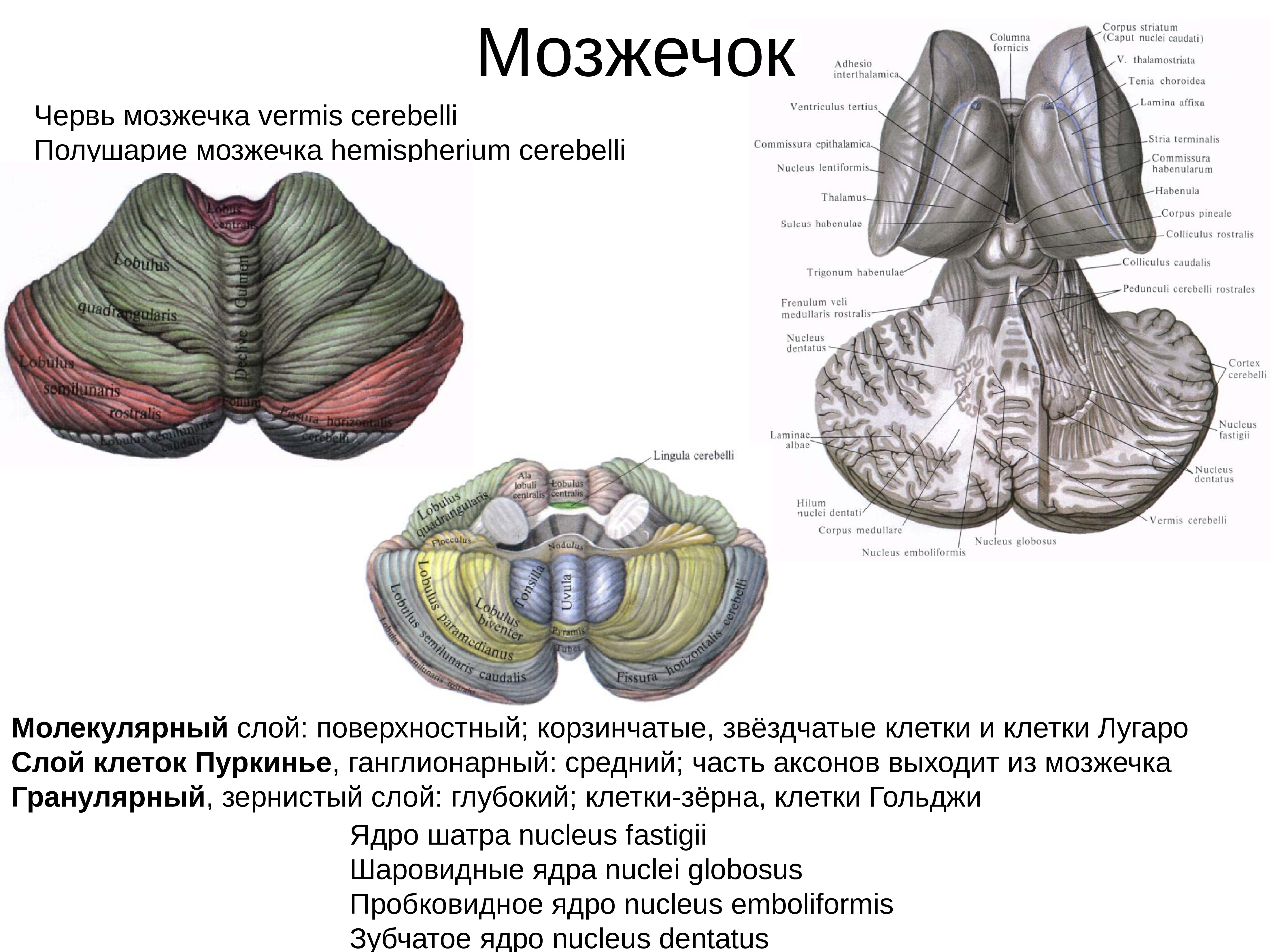 Задний мозг презентация