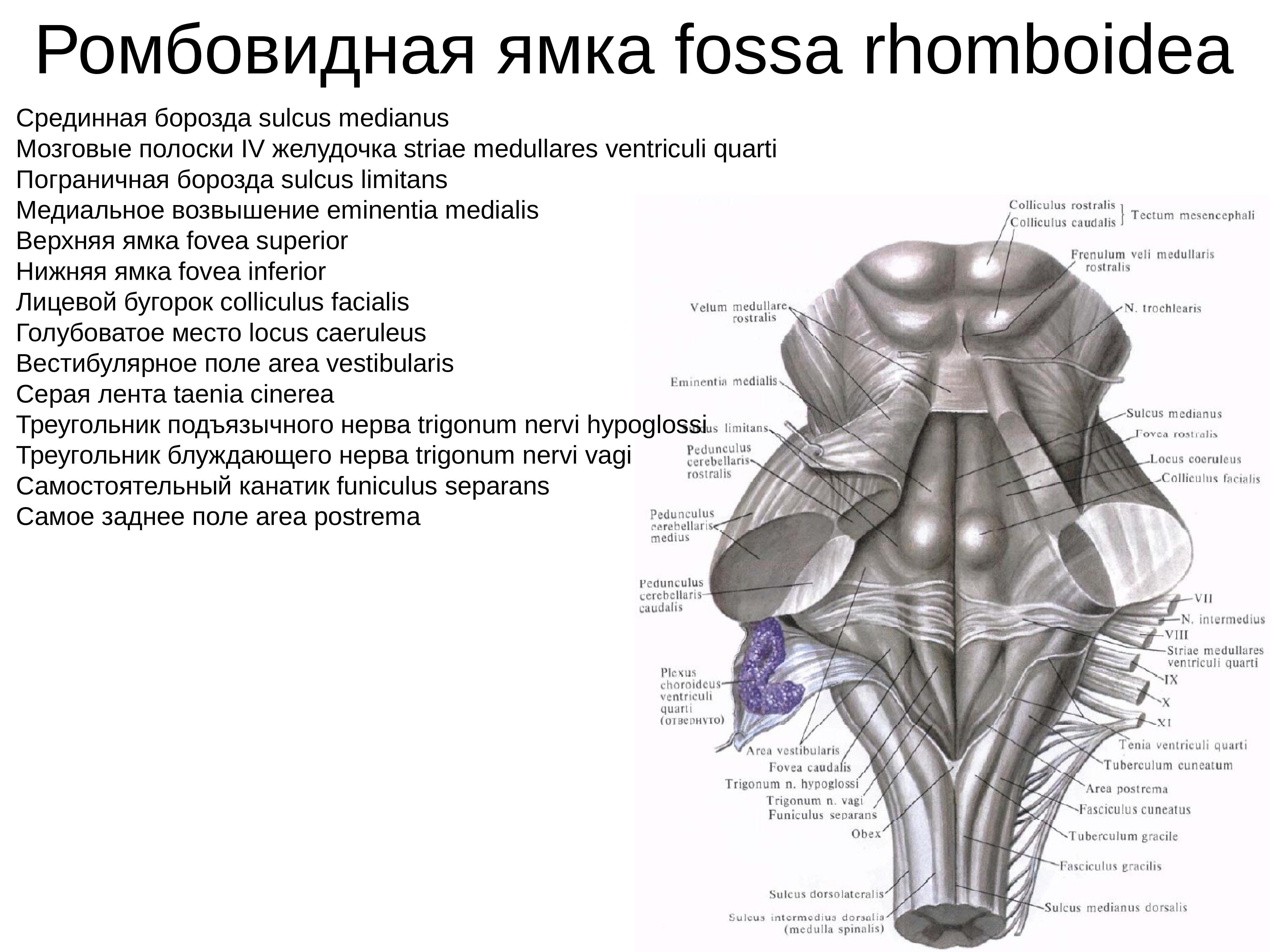 Дорсальная поверхность мозга. Ромбовидная ямка головного мозга анатомия. Вентральная поверхность продолговатого мозга схема. Ствол мозга строение DBL cgthtlb. Внешнее строение продолговатого мозга дорсальная поверхность.