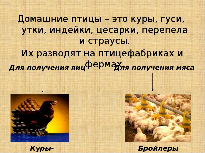 Презентация про курицу