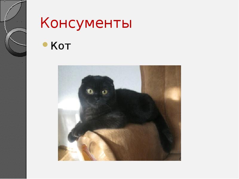 Консументы
Кот Консументы
Кот