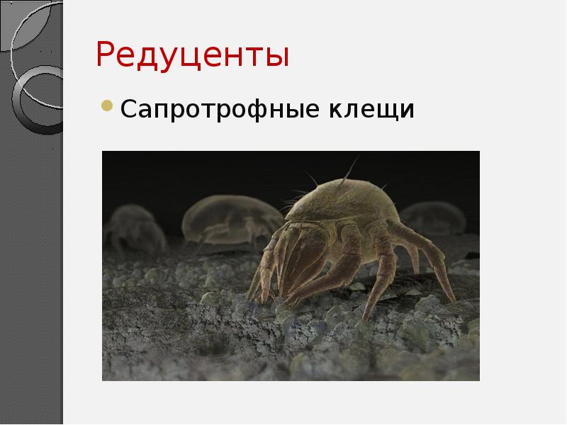 Редуценты
Сапротрофные клещи Редуценты
Сапротрофные клещи