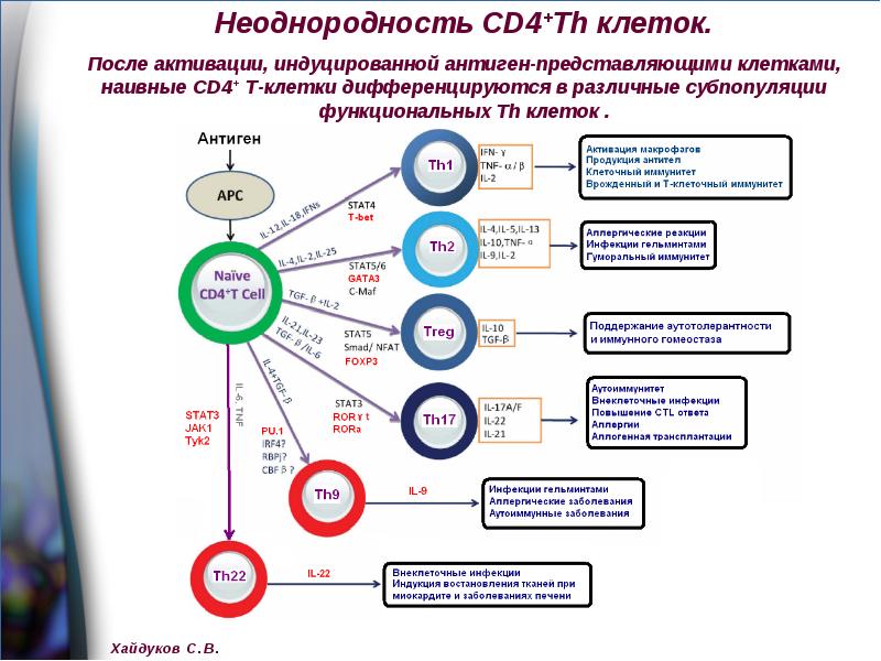 Система комплемента иммунология презентация