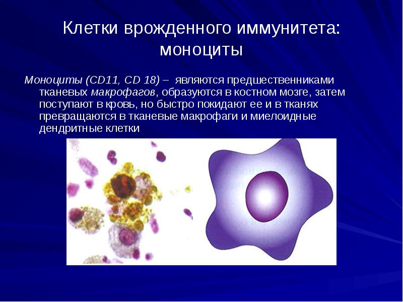 Инфекции иммунной системы презентация