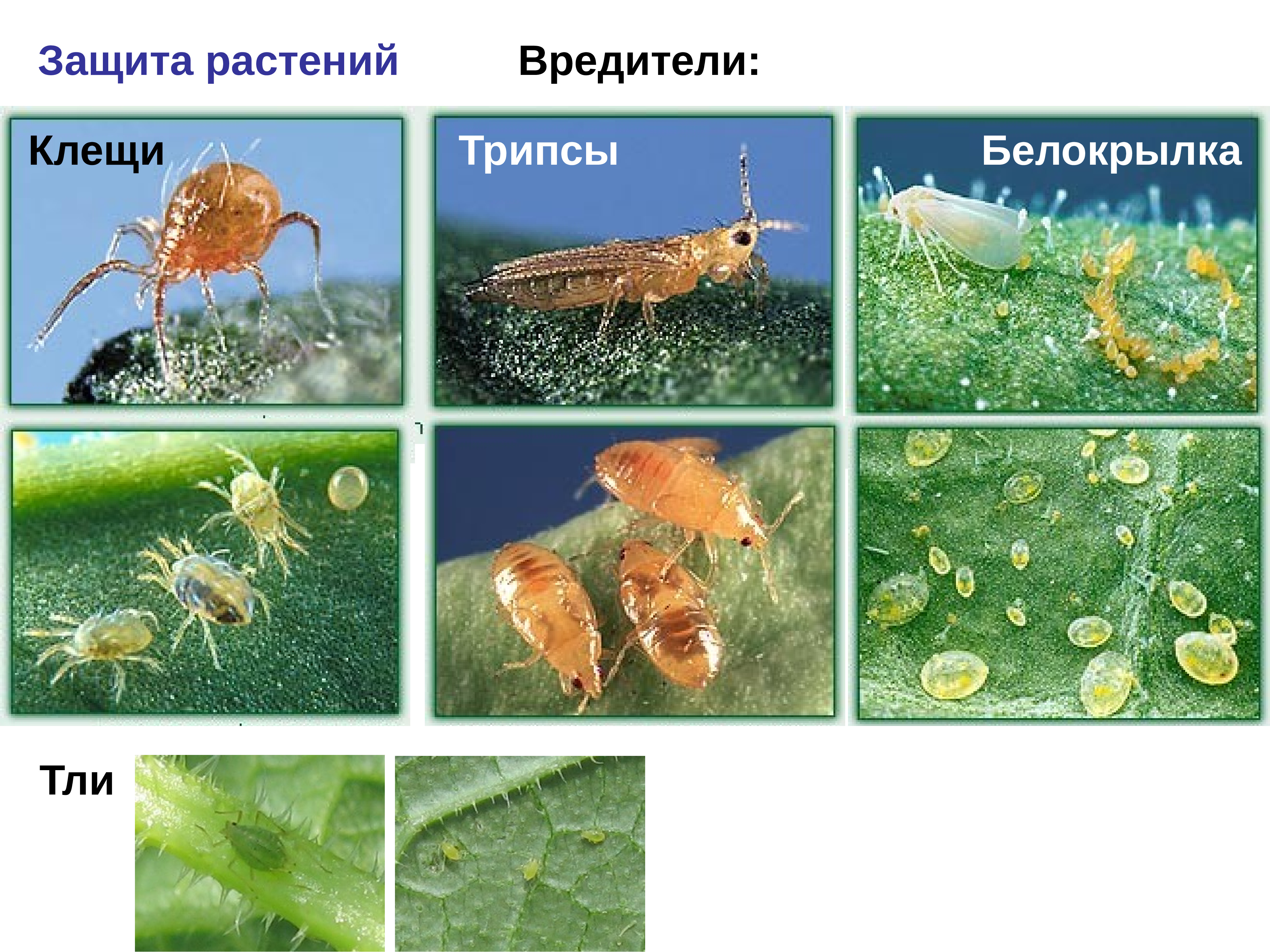 Белокрылка стадии развития с фото