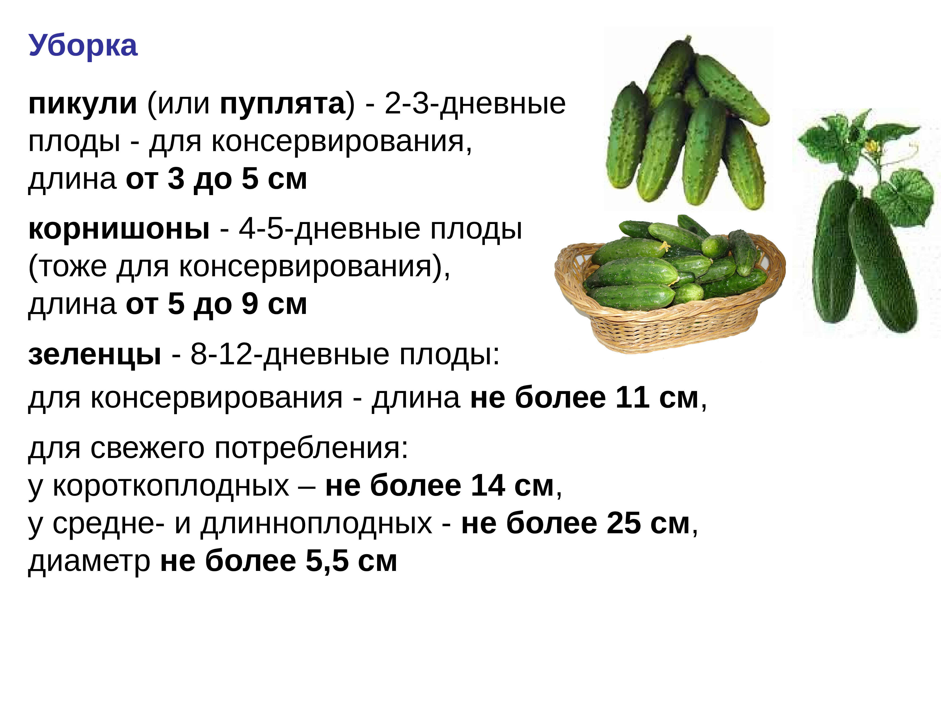 Составляющие огурца. Технология выращивания огурца. Технология возделывания огурца. Биологическая характеристика огурца. Огурцы по размеру.