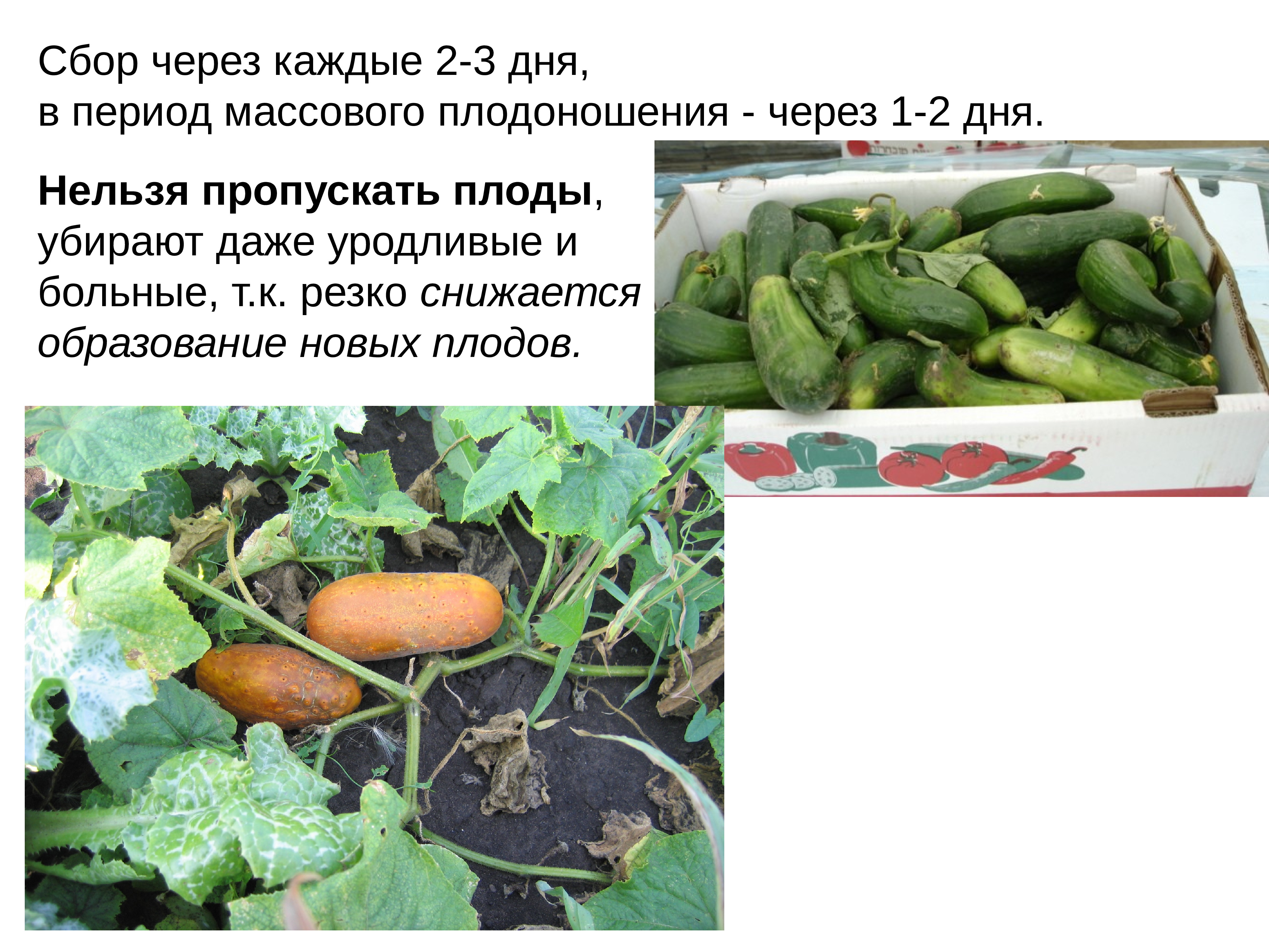 Выращивание огурцов проект по биологии