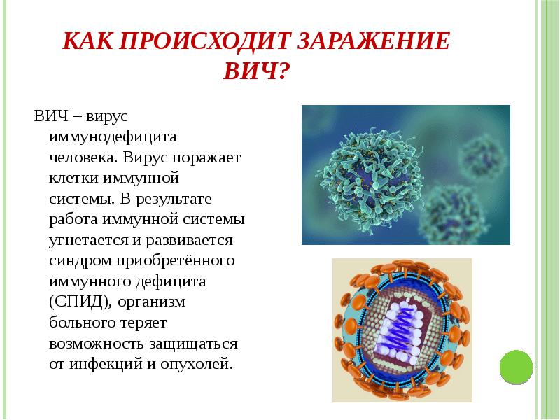 Заражение вирусом спида может происходить при. ВИЧ поражает клетки иммунной системы. Вирусы иммунодефицита поражают клетки. ВИЧ вирус иммунодефицита человека.